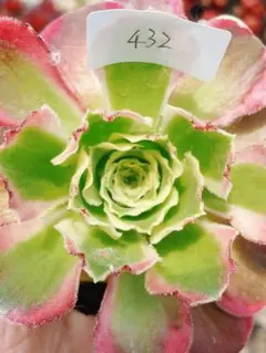 465 氷珠玉露 多肉植物 アエオニウム 斑入り 抜き苗 - メルカリ