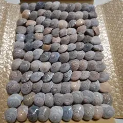 ながらみ貝殻！120個！約３㌢前後❣