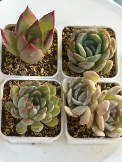 多肉植物 エケベリア 4種セット