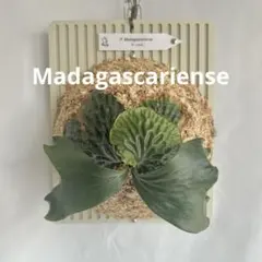 P. Madagascariense【大株】（TC）【01】 P. Madagascariense マダガスカリエンセ 現地由来株 - メルカリ