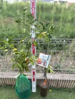 サクランボ 苗木 3種セット高砂 黄色いサクランボ 紅さやか約110cm8/24