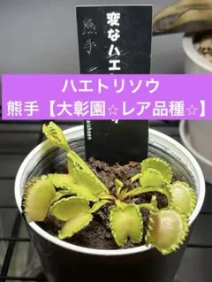 ハエトリソウ　熊手【大彰園⭐︎レア品種⭐︎】のサムネイル