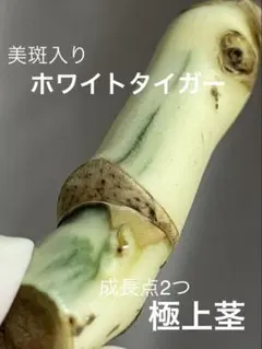 美斑入りモンステラホワイトタイガー 極上茎！ 2節 成長点2つのサムネイル
