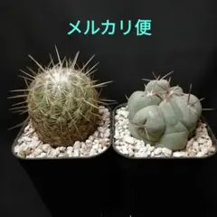 テロカクタス　黒刺　鶴巣丸　レア　希少品種　サボテン テロカクタス 黒刺 鶴巣丸 レア 希少品種 サボテン - メルカリ