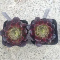 1ポット585円 アエオニウム 左：玉芙蓉、右：ピーコッキー 7.5cmポット