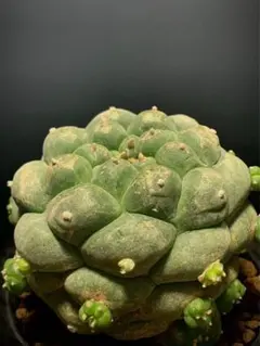 2025年最新】ロホホラの人気アイテム - メルカリ