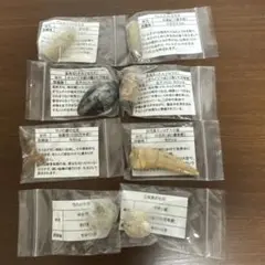 小さな化石標本コレクション 10点セット