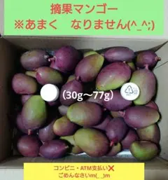 2026年最新】摘果マンゴーの人気アイテム - メルカリ