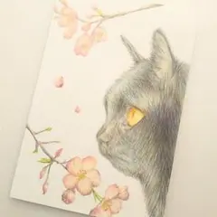 色鉛筆画 原画 1点物 ハガキサイズ 猫 桜 春 イラスト