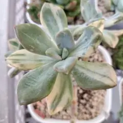 No.380 ❁月下美人❁ 抜き苗 多肉植物 寄せ植え 多肉植物 月下美人❤️抜き苗 - メルカリ