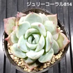ジュリーコーラル 814 エケベリア 多肉植物 抜き苗 少し型崩れあり