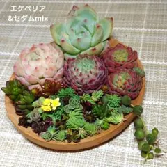 エケベリア&セダムmix　寄植えセット　韓国苗　多肉植物