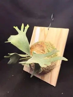 P. veitchii 'Kingfisher' キングフィッシャー ビカクシダ - メルカリ