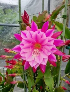 みみみ様 リクエスト 2点 まとめ商品