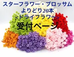 スターフラワー ブロッサム よりどり20本ドライフラワー