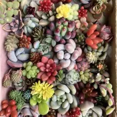 11*多肉植物　カット苗　セット　寄せ植えに
