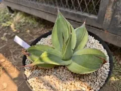 2025年最新】オバティフォリアキラーの人気アイテム - メルカリ