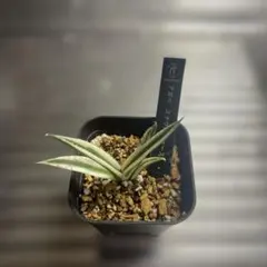 アガベ スナグルトゥース 観葉植物のサムネイル
