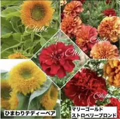 ❤️マリーゴールドストロベリーブロンド 種１０粒➕ ひまわりテディーベアー１０粒