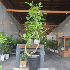 B級品/大型観葉植物】白い幹がおしゃれで魅力♪フィカス