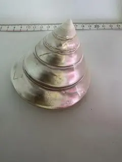 夜光貝 シェル 貝殻