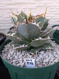 2025年最新】烈焔の人気アイテム - メルカリ