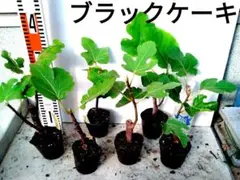 イチジク苗 ブラックケーキ（ヌアールドカロン） 2株セット 送料込 即
