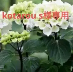 kotarou s様 リクエスト 2点 まとめ商品