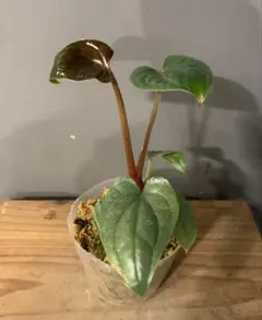 2025年最新】anthurium luxuriansの人気アイテム - メルカリ