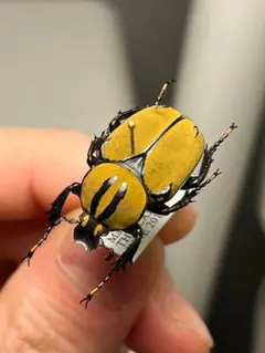 年代物】チャイロフトタマムシ フトタマムシ スハンダエ プラチナ