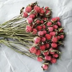 千日紅 ストロベリーフィールド ドライフラワー 花材 - メルカリ