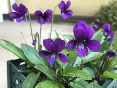☆零れ種で花咲くシリーズ！スミレ（野生種）の種‼️