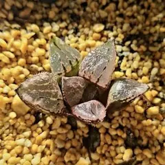 1758 ◎ベクターウルフ 実生　多肉植物 ハオルチア アロエのサムネイル