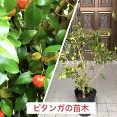 2026年最新】ピタンガ苗の人気アイテム - メルカリ