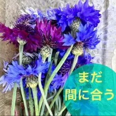 ジューン様 リクエスト 3点 まとめ商品