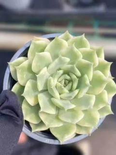 Top【選抜株】多肉植物 24770ブラックローズ 54個 鉢無し/脱土 - メルカリ