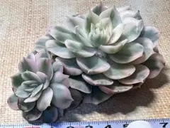 ま*ま様 4934新入荷　オンスロー錦　エケベリア　多肉植物　撮影2月18日