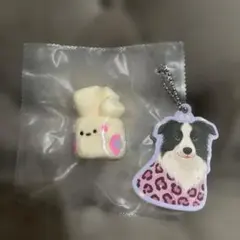 どんどん　東東 dongdong スクイーズ ボーダーコリー