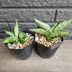 2026年最新】観葉植物 サンスベリアの人気アイテム - メルカリ