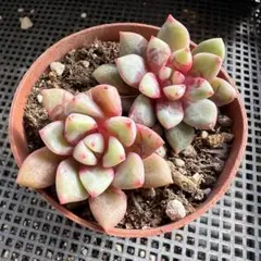 露苦出凪刺plants様 リクエスト 2点 まとめ商品