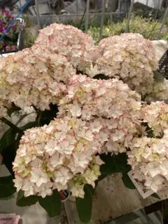 itk.様 リクエスト 2点 と追加風花雪月、妖精のゆらぎまとめ商品