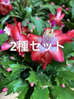 nana0318様 リクエスト 2点 まとめ商品のサムネイル