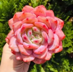 新品種 チュールスカート /Hades 多肉植物 エケベリア 写真1 2 状態像