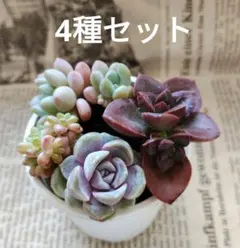 2026年最新】ルナレン多肉植物の人気アイテム - メルカリ