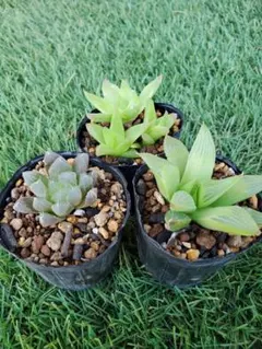 【多肉植物】ハオルチア 抜き苗セット i4