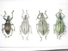 2025年最新】コガネ 標本の人気アイテム - メルカリ