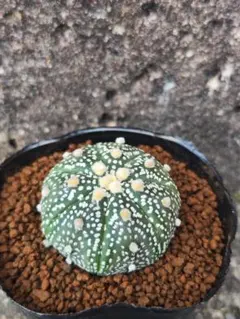 h. tomi様 リクエスト 2点 まとめ商品