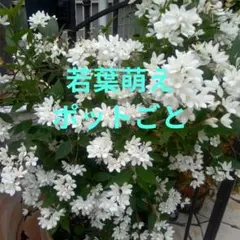 根付き♪ジャスミン♪ホワイトプリンセス苗ハゴロモ改良♪挿し木苗No91
