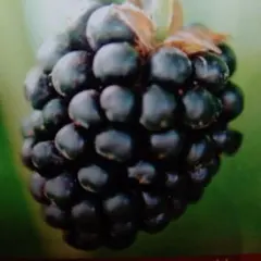 ブラックベリーの苗 貴方も大人気トリプルクラウンに挑戦しませんか?大きめ