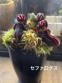 2025年最新】Cephalotusの人気アイテム - メルカリ